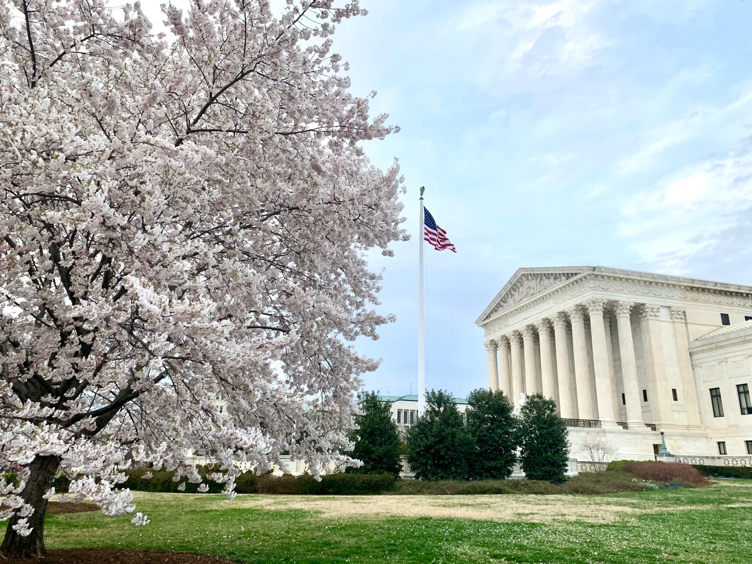 A side view of SCOTUS, cherry blossoms in full bloom next to it can be seen